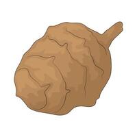 vegetable named taro vector