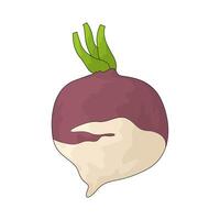 Vegetable named turnip illustration vector