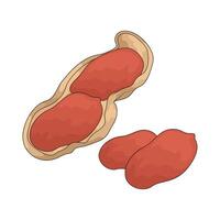 vegetable named peanut vector