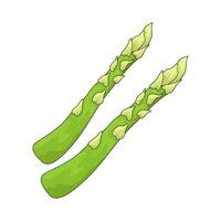 vegetable named asparagus vector
