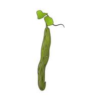 vegetable named snake gourd vector