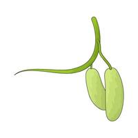 vegetable named cucumber illustration vector