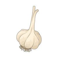 illustration of vegetable named garlic vector