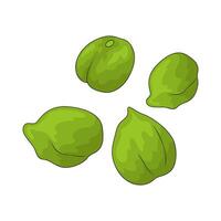 vegetable named Green Chickpeas vector