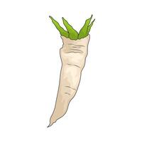 Vegetable named horseradish vector