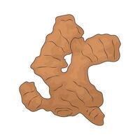 vegetable named ginger root illustration vector