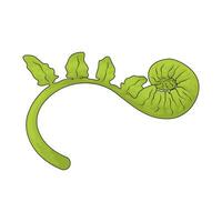 Vegetable named Fiddlehead vector
