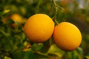 Bright oranges hang from a lush green tree under warm sunlight in a vibrant orchard setting photo