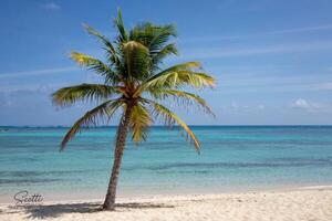 Secluded tropical beach with a lone palm tree swaying in the gentle breeze under a clear blue sky photo