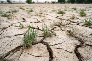 Cracked earth with resilient green grass defying desolation of drought photo