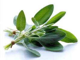 Fresh sage leaves with vibrant green color on white background. photo