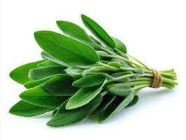 A fresh bundle of green sage leaves tied together on a white background. photo