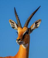 Giraffe with long horns and a brown and white face photo