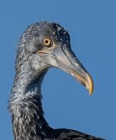 Bird with a black beak and yellow tip photo