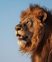 Lion with a long mane and a mouth open photo