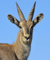 Goat with horns is looking at the camera photo