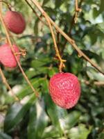 a bunch of red fruits hanging from a tree. Lychee photo