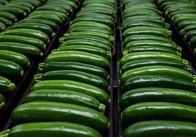 Green Zucchini Array in Rows photo