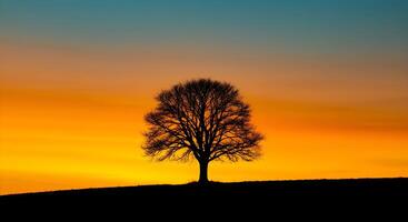 Silhouette of Tree Against a Vibrant Sunset photo