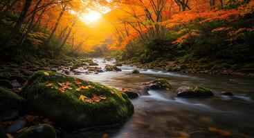 Autumn Forest River Stream Landscape photo