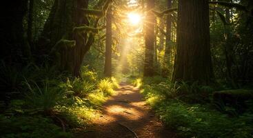 Forest Path with Sunlight. photo