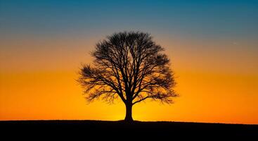 Silhouette of a Tree at Sunset photo
