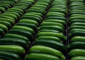 Green Zucchini Rows Fresh Vegetables photo