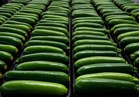 Fresh Green Zucchini Vegetable photo