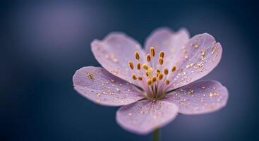 Purple Flower with Glitter Close Up photo