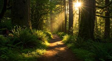 Forest Path with tree photo
