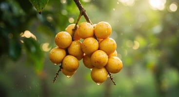 Golden Longans Glistening A Serene, Dew-Kissed Orchard Scene photo