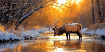 Majestic elk standing by snow-covered stream at sunset, reflecting the serene beauty of winter during the golden hour. Nature and wildlife concept photo