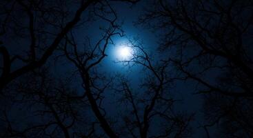 Silhouetted Trees Frame a Mystical Moonlit Night photo