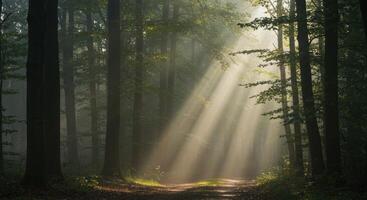 Sunlight Streaming Through Forest Path Creates Ethereal and Peaceful Scene photo