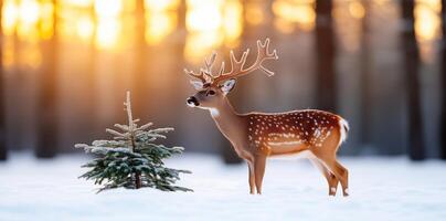 Spotted deer with antlers standing gracefully in a snowy forest at sunset, surrounded by fir trees, capturing the essence of winter wildlife. Nature and holiday concept photo