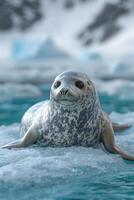 Leopard Seal Pup Resting On Ice Floe In Arctic photo
