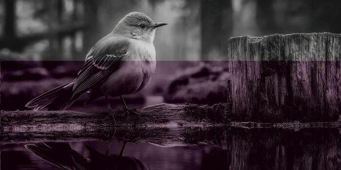 Bird perched on a log near water in a forest during a calm and misty morning photo