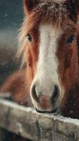 Beautiful brown horse gazes curiously from its wooden enclosure during a light snowfall in a serene winter landscape photo