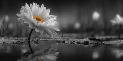 Elegant white flower reflected in still water with soft background on a calm evening photo