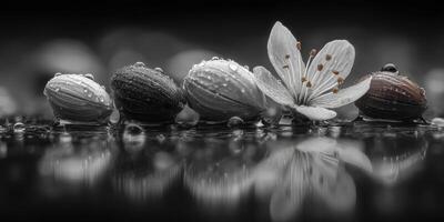 Intricate details of almond nuts and delicate flower in rain droplets captured in black and white photo