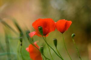 Vibrant red poppies dance in the gentle breeze under a luminous sun in a serene meadow during late spring photo