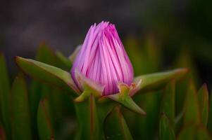 Unique pink flower blooming amidst vibrant green foliage in a serene natural setting photo