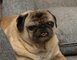 Pug relaxing on a cozy sofa while displaying a charming personality in a warm living room setting photo