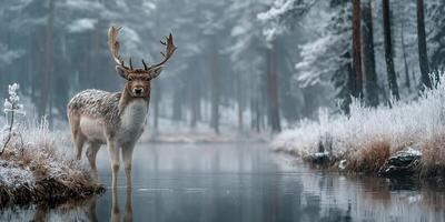 Majestic deer standing near a serene river in a snowy forest during winter photo