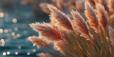Pampas grass swaying gently by the water during sunset radiates a warm and tranquil atmosphere in nature photo