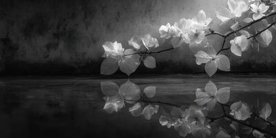 Delicate white flowers reflected in calm water against a textured wall in monochrome setting photo