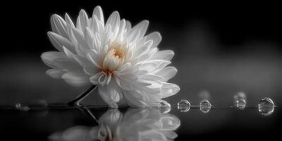 White flower resting on smooth water surface with droplets reflecting soft light and creating serene atmosphere photo