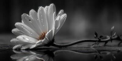 Delicate white flower resting on wet surface, showcasing gentle raindrops in a serene, monochrome setting photo