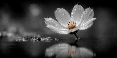 Delicate white flower with water droplets reflected on a dark surface at dawn photo