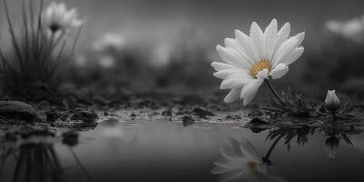 Delicate white flower reflects in calm water after the rain in a serene landscape featuring soft-focus background elements photo